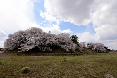 七興山の桜_140406_1.JPG
