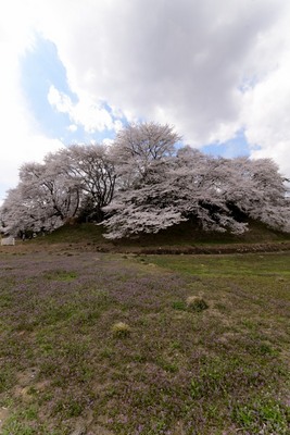 七興山の桜_140406_2.JPG