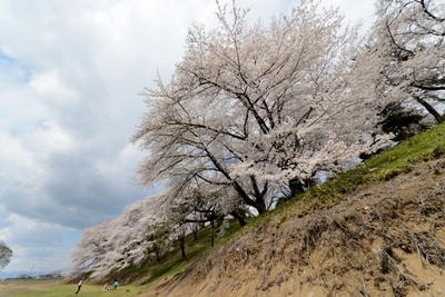 七興山の桜_140406_4.JPG