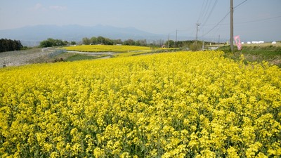 鼻高展望の丘　菜の花_140426_09.JPG
